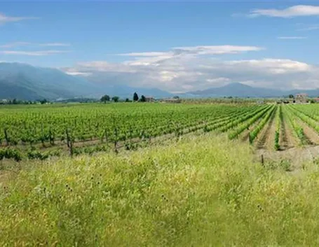 vigneti
