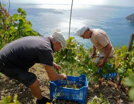 vigneti ad ischia