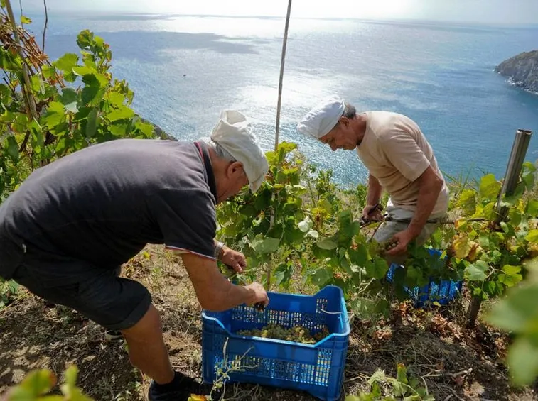 vigneti ad ischia