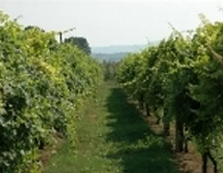 Vitigni in Romagna
