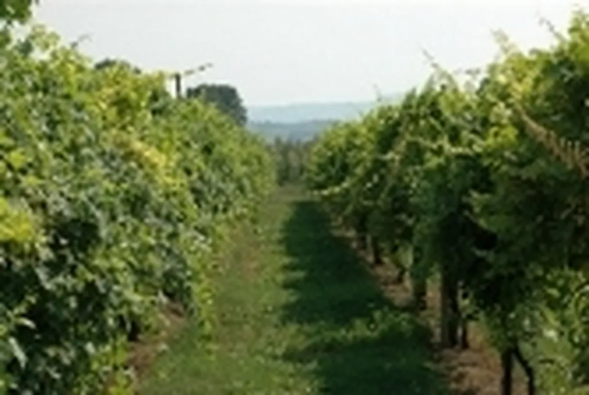 Vitigni in Romagna