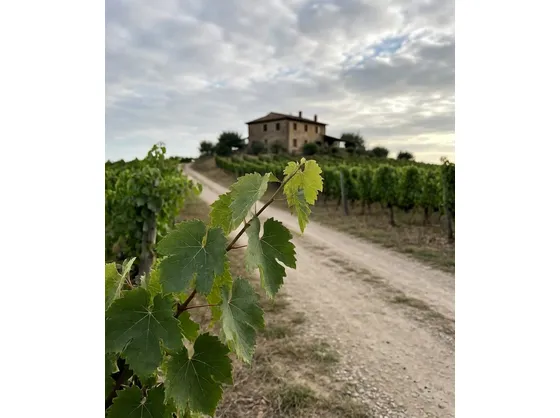 I vigneti sui Colli Piacentini