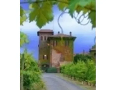 I vigneti sui Colli Piacentini