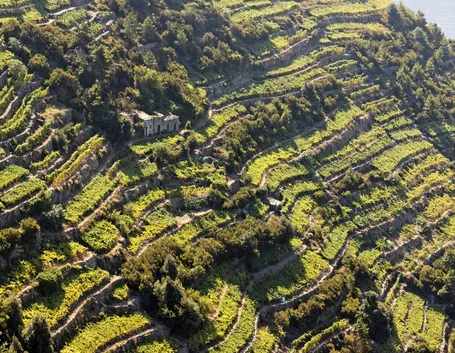 Il Vermentino ligure