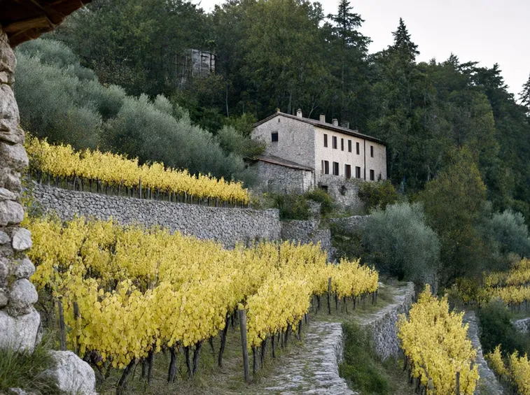 Il Vermentino ligure