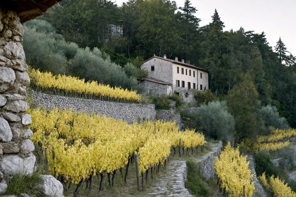 Il Vermentino ligure