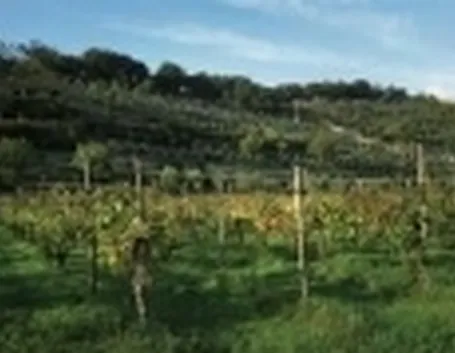 La Franciacorta