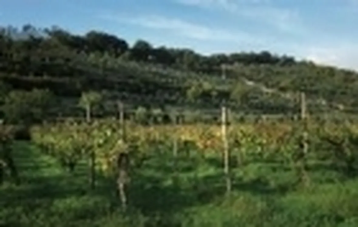 La Franciacorta