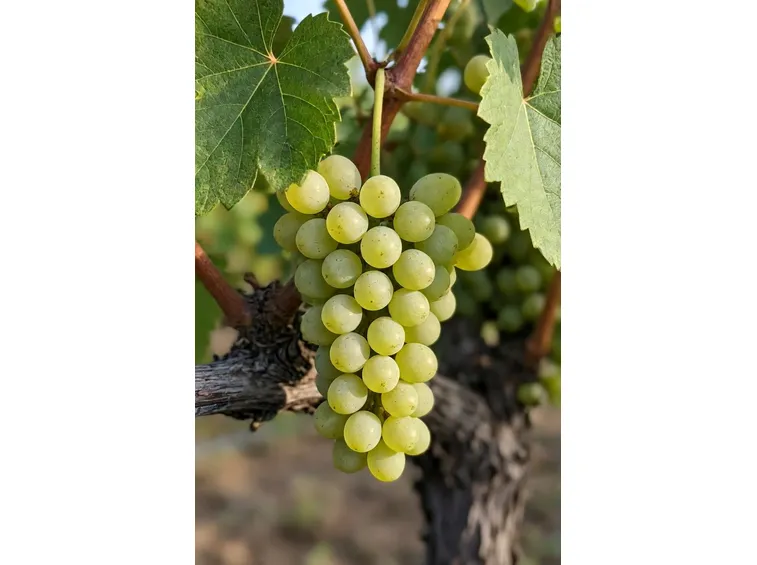 Un grappolo di Riesling