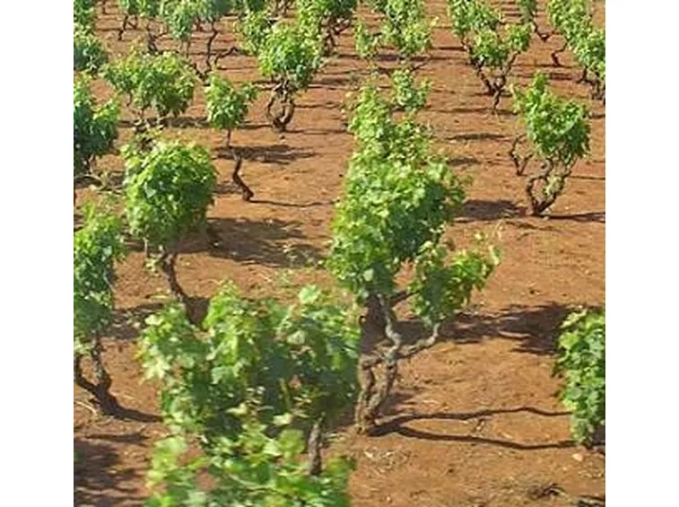 vigneti