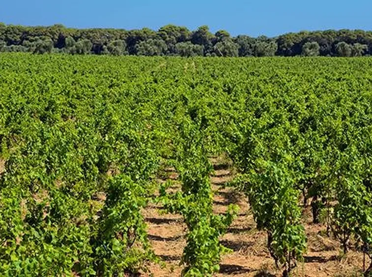 vigneti
