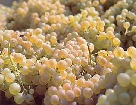 trebbiano