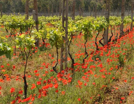 malvasia
