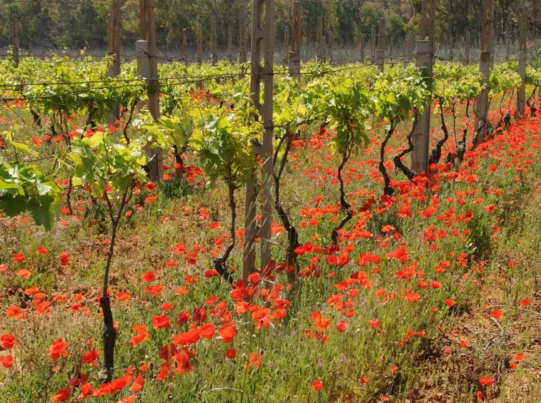 malvasia