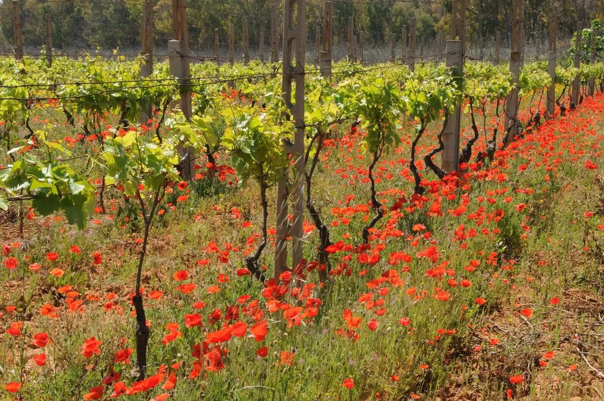 malvasia
