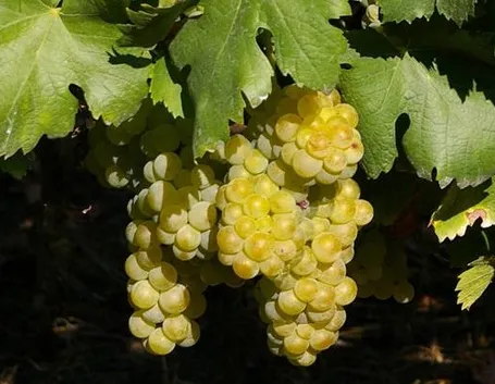 moscato