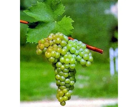 Moscato 