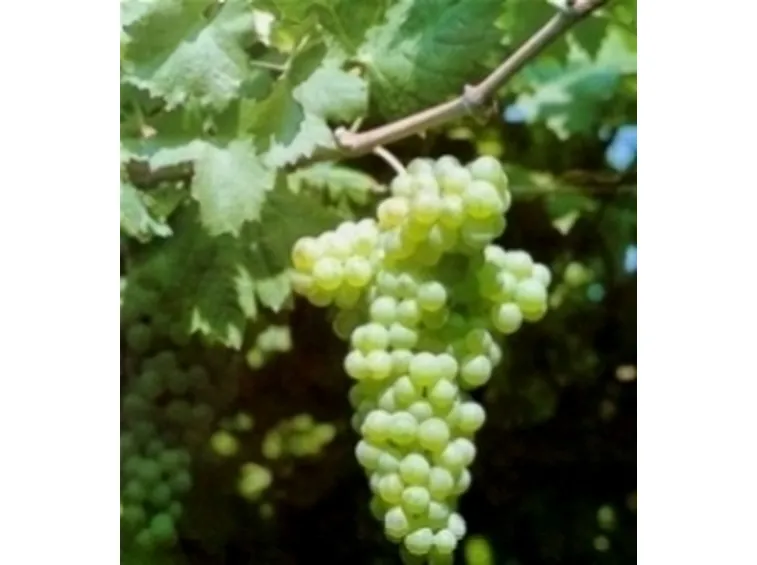 Un grappolo di Vermentino
