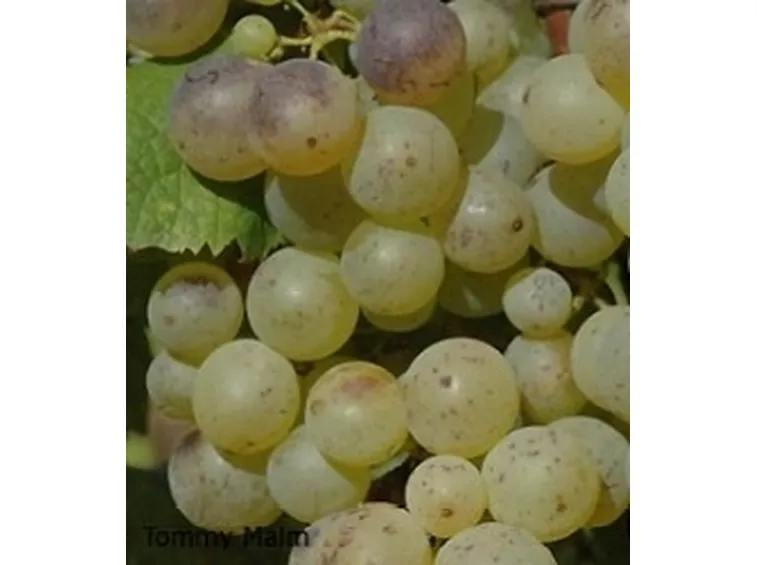 Un grappolo di Sémillon 