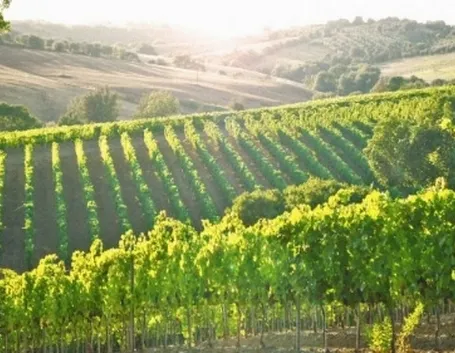 Vigneti a Montecucco