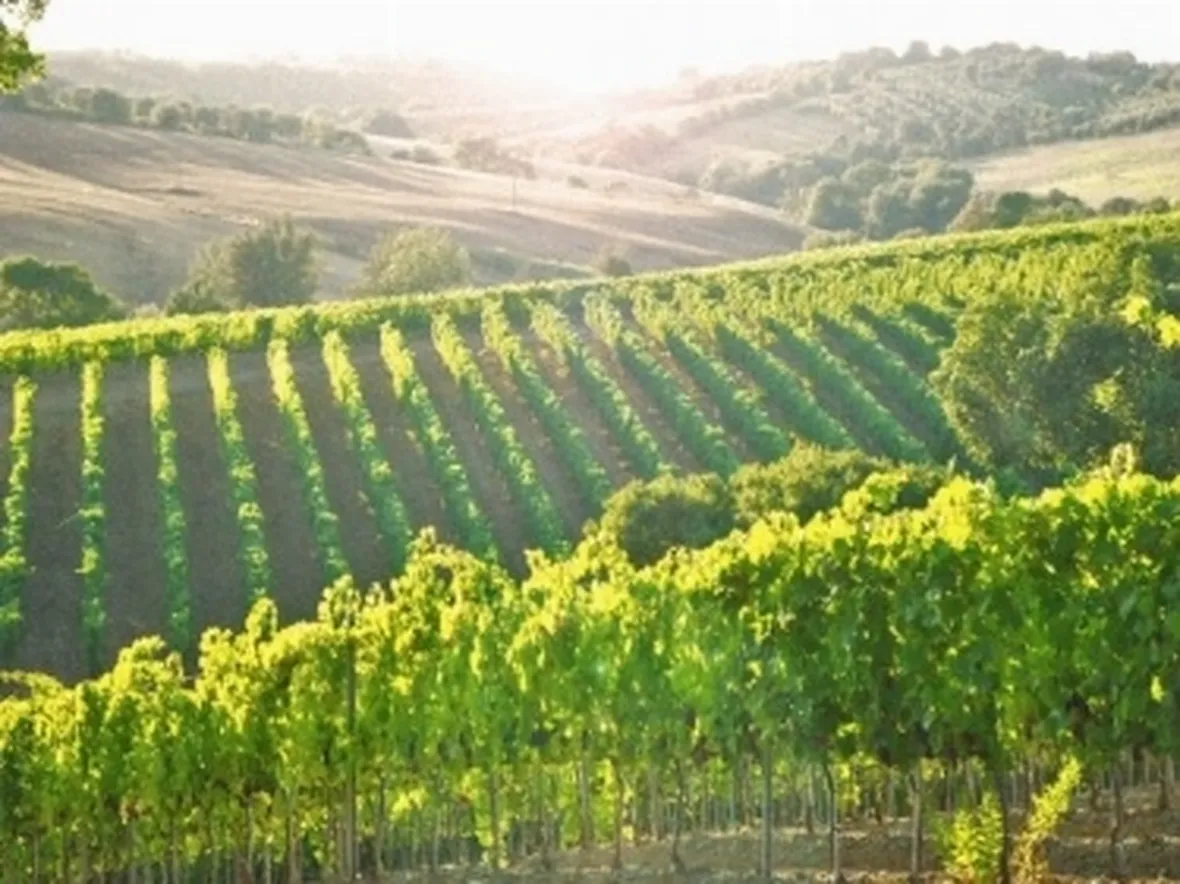 Vigneti a Montecucco