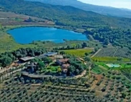 Alcuni vigneti