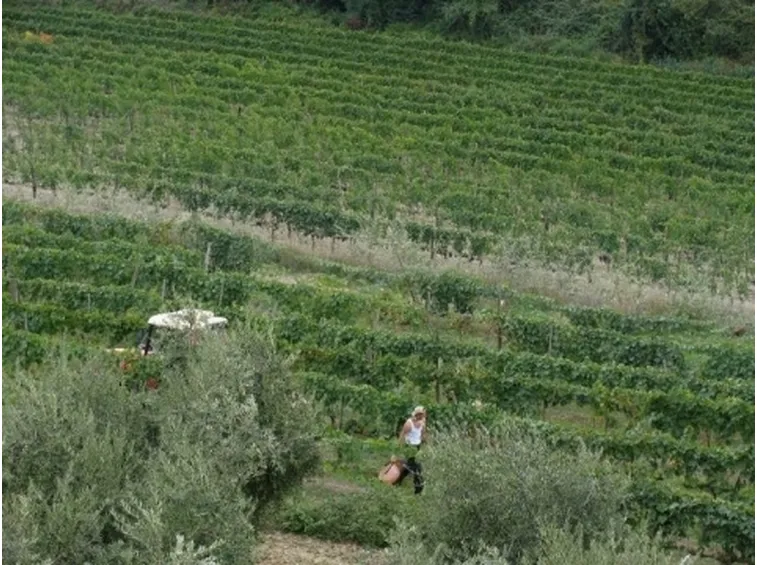 I vigneti