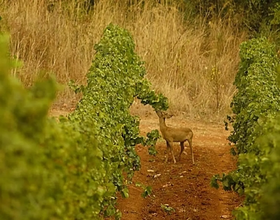 I vigneti