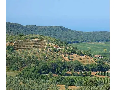 I vigneti della Val di Cornia