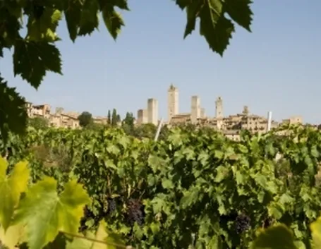 Il Panorama di San Gimignano e i suoi vigneti