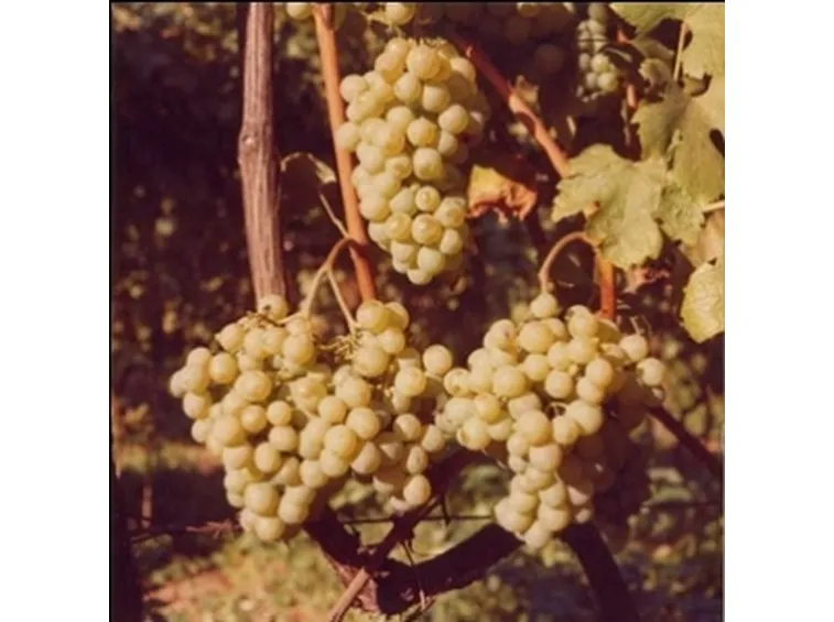 Un grappolo di Vernaccia di San Gimignano