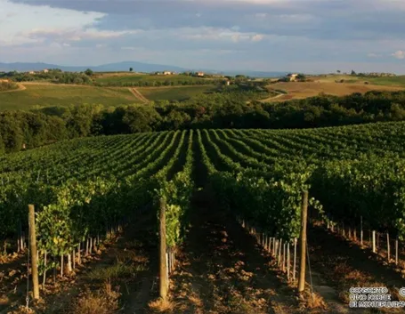 I vigneti di Montepulciano