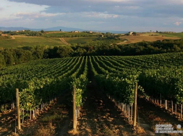 I vigneti di Montepulciano