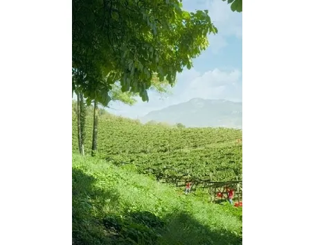 I vigneti di Ferrari
