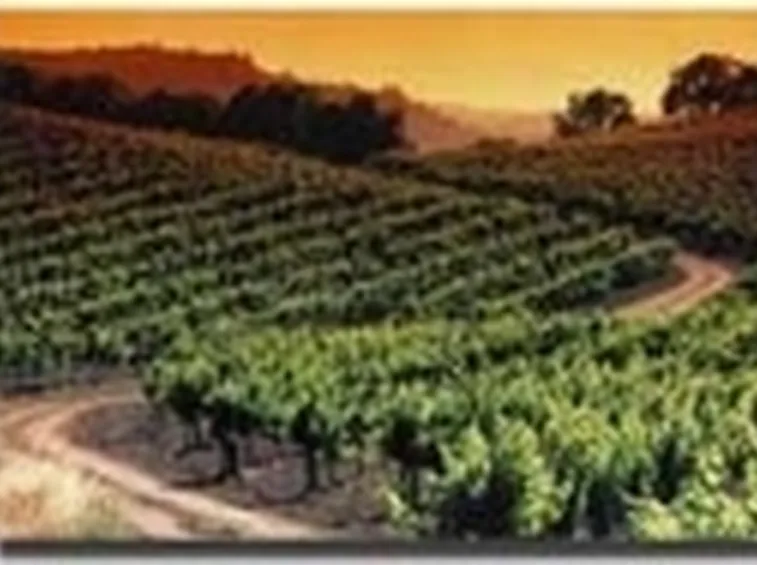 Vigneti al tramonto
