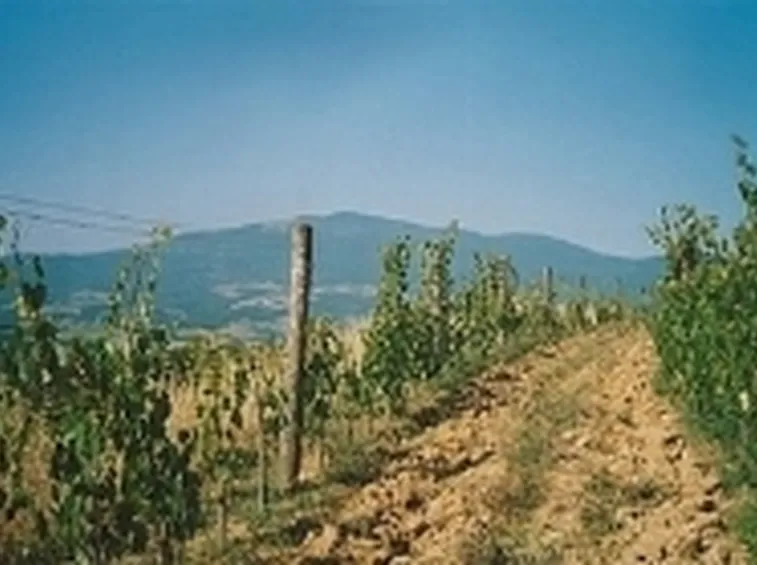 Vigneti nei Colli del Trasimeno