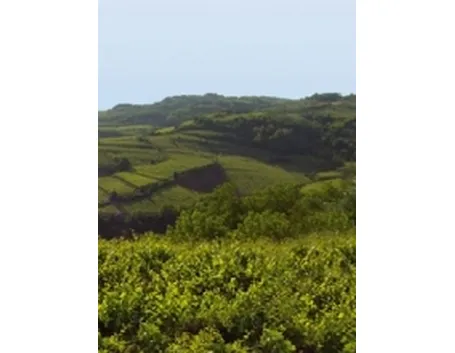 Le colline di Gambellara