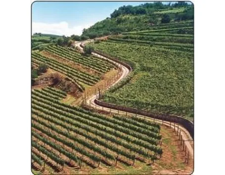 I vigneti del Soave 