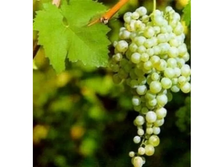 Un grappolo di Glera (Prosecco)