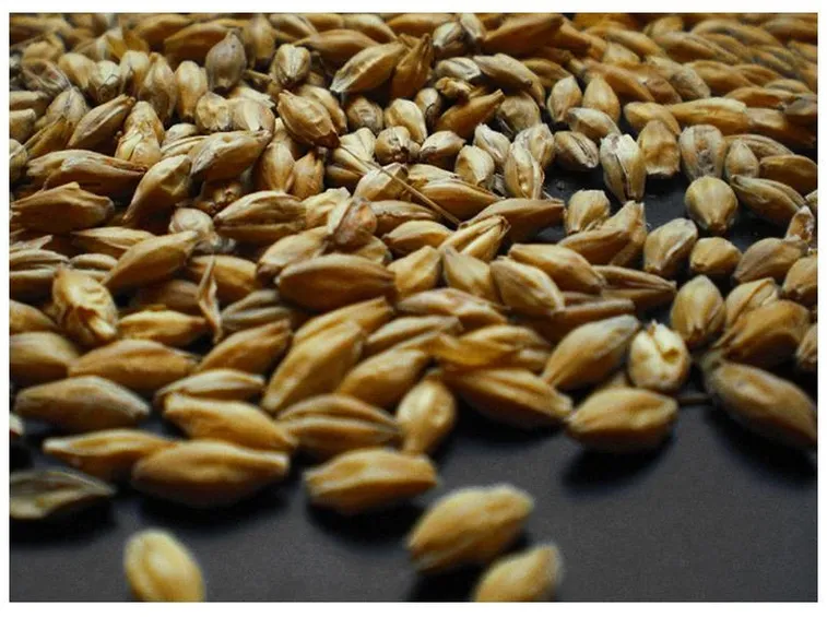 Il malto per la birra