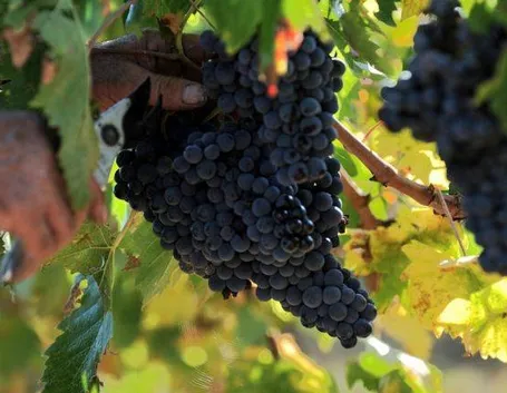 Uva da vino
