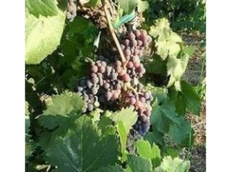 Il Sangiovese se giovane risulta leggero e vivace