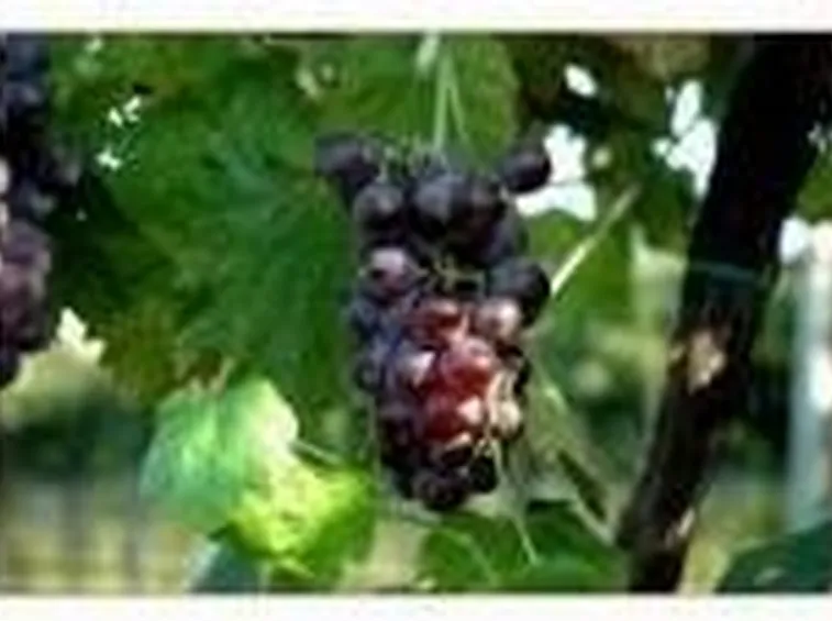 La produzione di un vino di pregio parte dalla vigna