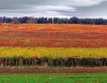 http://www.cibo360.it/images/WG/produttori/vini_tipici_DOC_molise.jpg
