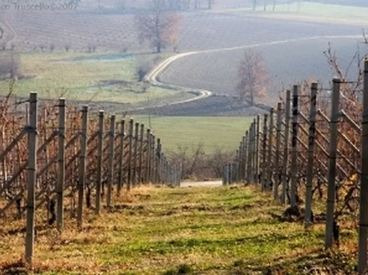 foto barbera