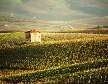 Vino rosso siciliano