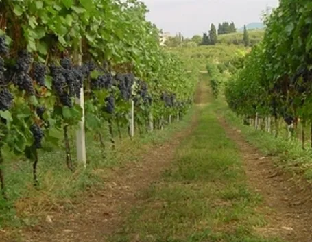 vigneto soave