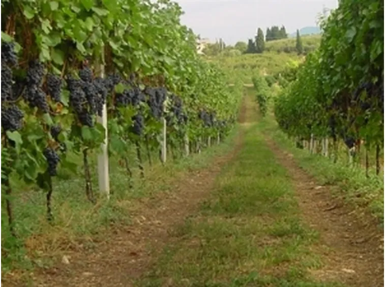 vigneto soave