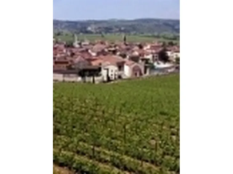 foto soave
