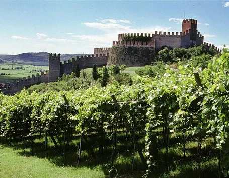 Vigneti della Valpolicella